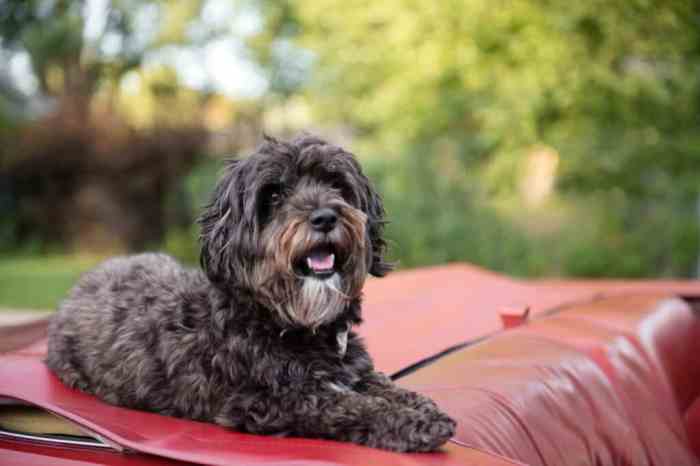 The Most Pet Friendly Car Rental Companies
